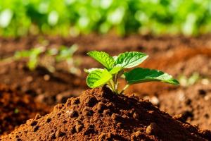 Блог — Как выбрать подходящий грунт для садоводства и сельского хозяйства — фото